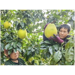 临澧：“流动供销”架金桥 柚香飘满振兴路