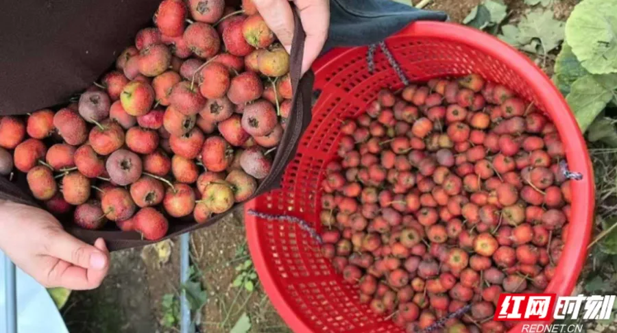石门开创宜居宜业宜游和美山村“新样板”