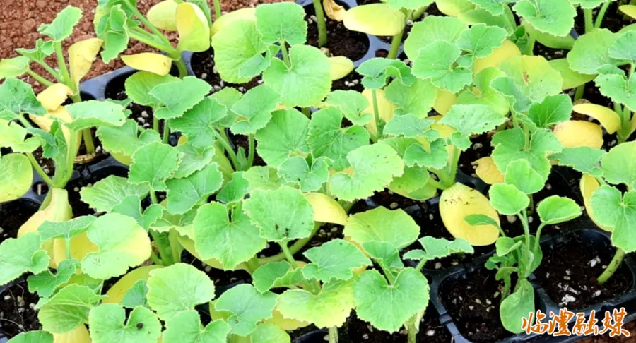 开干！临澧这里的春耕生机勃勃