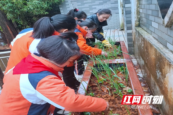 采摘大蒜2_副本.jpg