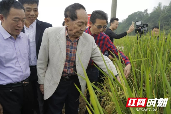 2018年10月10日，袁老来到平江县县园艺示范中心和伍市镇，考察调研超级杂交水稻攻关示范基地建设情况_副本.jpg