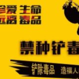 冷水滩区曲河社区开展禁种铲毒踏查行动