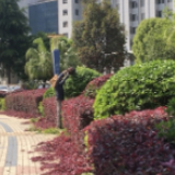 “六城同创”在行动|冷水滩区政府广场园林绿化修剪忙 