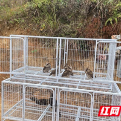 今天，长沙16只国家重点保护野生动物重归大自然