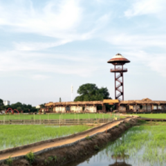 稻花香里玩与学，“四季课堂”共享共建共话乡村振兴