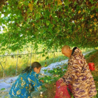 浏阳澄潭江：瓜蒌基地采收忙 特色产业促增收