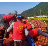 浏阳澄潭江：党员先锋行  助农采收忙