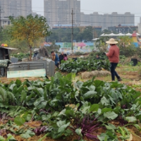 “三个强化”治理“圈地种菜”乱象，还“绿”于民