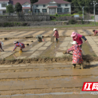 万亩粮食生产示范片建设“闹”春耕