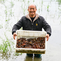 浏阳中和镇：一网下去，鲜虾起跳