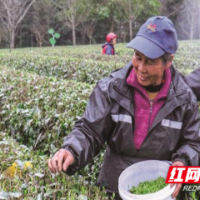 长沙县推动茶文旅融合发展，续写产业振兴新篇章