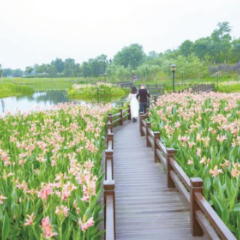 约起！松雅湖超3000平方米美人蕉竞相开放，花海烂漫正当时