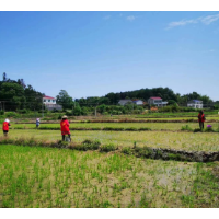 志愿服务到田间 春耕助农正当时