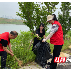 文明实践在雨花｜浏阳河边除“黄花”，“红马甲”全力守护生态平衡