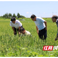 院士引领农业发展，打造乡村振兴宁乡示范