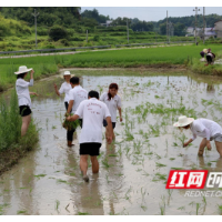 视频 | 长沙卫生职院暑期“三下乡”：察农情 知农事 解农需