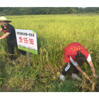 志愿“红”助力秋收“黄” 暖心服务为农忙