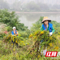 齐心协力清理“一枝黄花”，志愿守护生态平衡