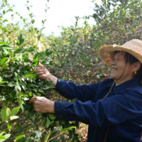 长沙县万亩油茶迎来丰收季