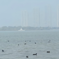 “顶流”来了！首批越冬候鸟飞抵松雅湖