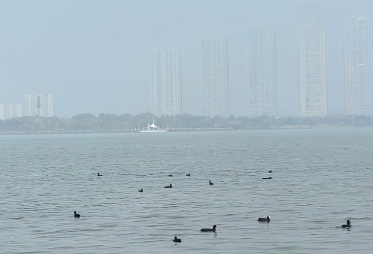 “顶流”来了！首批越冬候鸟飞抵松雅湖