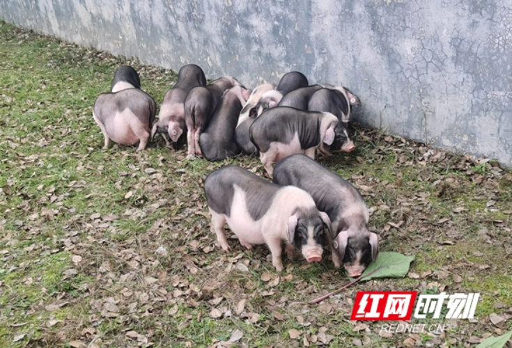 购花猪、买年货，来宁乡流沙河提前感受浓浓年味