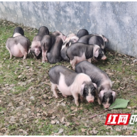 购花猪、买年货，来宁乡流沙河提前感受浓浓年味