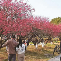 来松雅湖，邂逅春日“梅”好