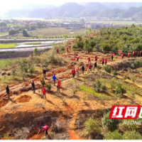 为绿充“植”，宁乡开展义务植树活动