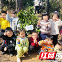 我为小树挂名牌 幼儿园开展植树节活动践行绿色理念