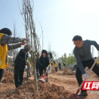 师生齐心植新绿 美丽校园添新景