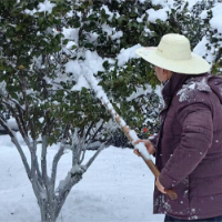 16名党员一线浴雪鏖战 打好林木生态恢复“硬仗”