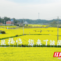 星城无处不飞花！看这里，带你玩转“花花长沙”