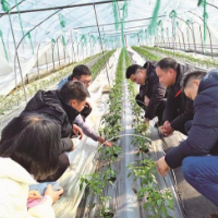 长沙县科技特派员下沉一线，携手新农人进行春耕复产