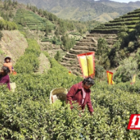 “喊茶”唤春茶，沩山开启第六届茶旅文化节