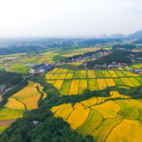 望城：守牢耕地红线 筑牢乡村振兴“耕”基