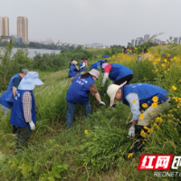 清除“一枝黄花”，守护生态平衡