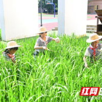 项目式学习助力“新耕读”教育 让每一个孩子诗意成长