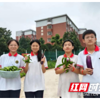 品味劳动硕果滋味不一般 金海菜园喜获丰收
