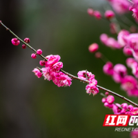 组图｜赴一场春日之约，乐享“梅”好时光