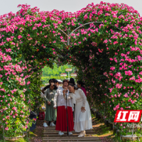 组图丨五一打卡速戳！90余款月季在长沙“选美”