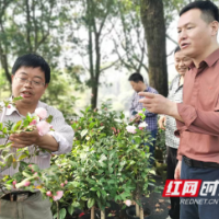 长沙市山茶属种质资源库入选“国家队”