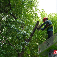 烈日下的“剪影”:科学修剪 安全护航