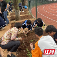 从田野课堂到非遗“智”造:芙蓉区中学让劳动教育“潮”起来