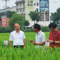 抗旱保苗，长沙打响“解渴之战”