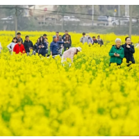 新城沃野涌春潮