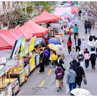 视频|免费巴士、夜游赏樱、甜蜜登记……解锁长沙春日“樱花季”新玩法
