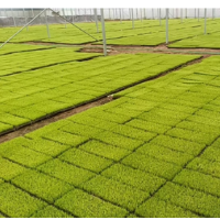 打通农田灌溉 “毛细血管” 守牢粮食安全底线