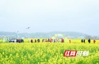 以花为媒，不止于花！2026湖南湘江新区第11届含浦油菜花季等你打卡