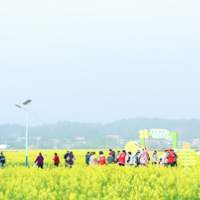 以花为媒，不止于花！2026湖南湘江新区第11届含浦油菜花季等你打卡